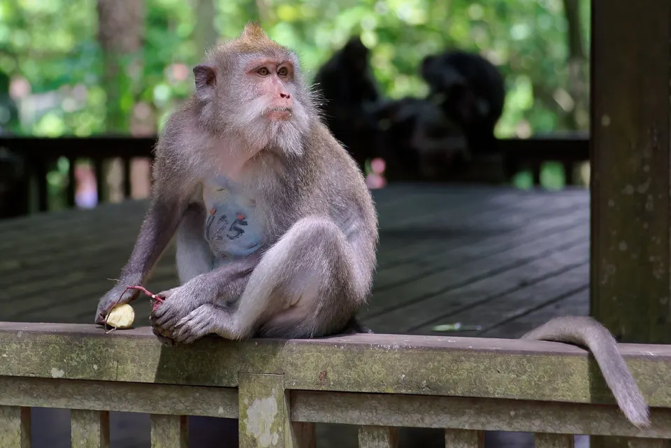 Monkey Forest Убуд